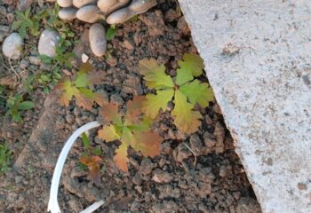 IMG-7cde9d879796250bae0f9d46b5275200-V